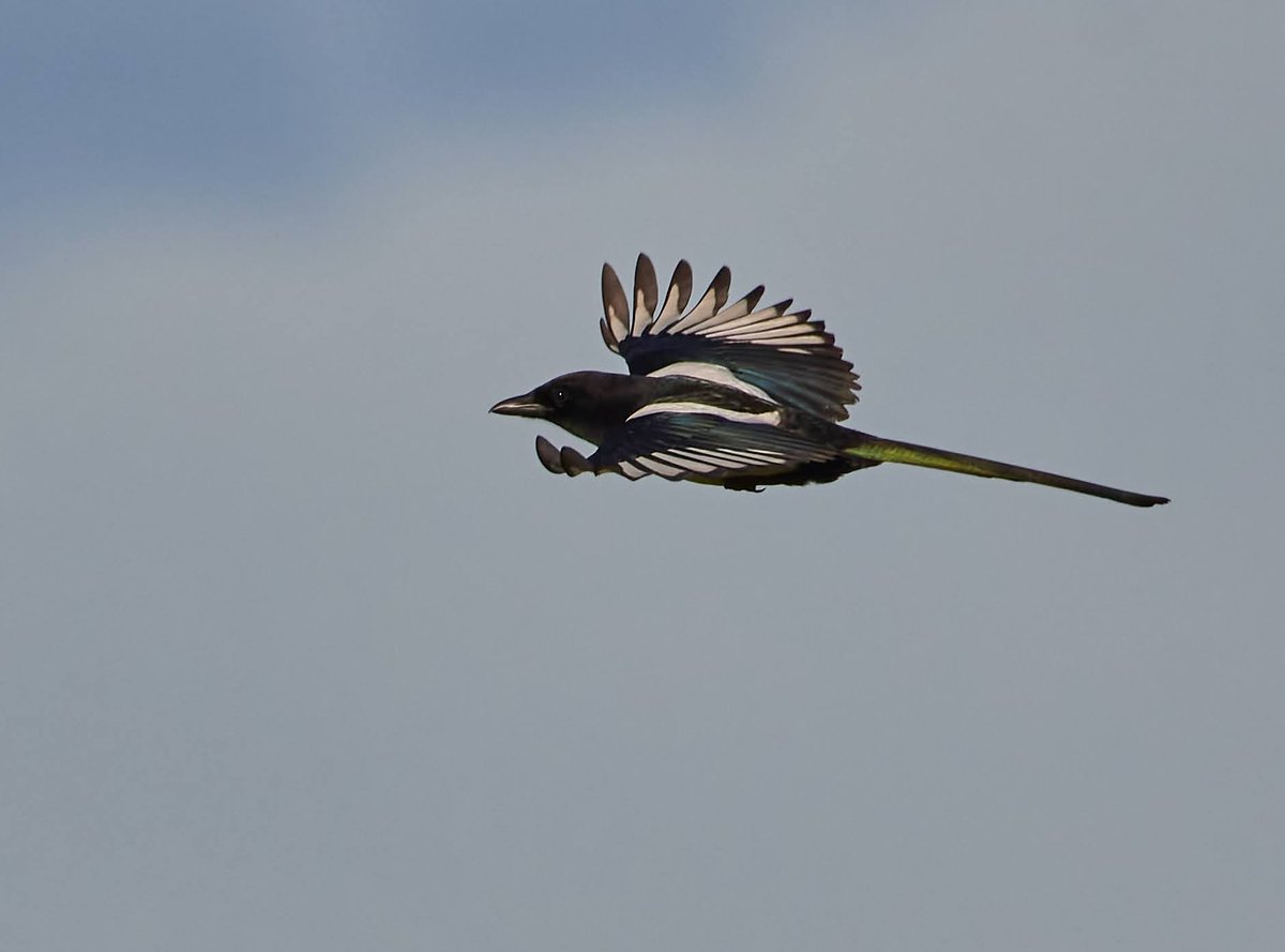 Magpie has some great colours in the right light. 
#nature  #photo #NaturePhotography #wildlife #TwitterNatureCommunity #photography #birdphotograph #nikonphotography