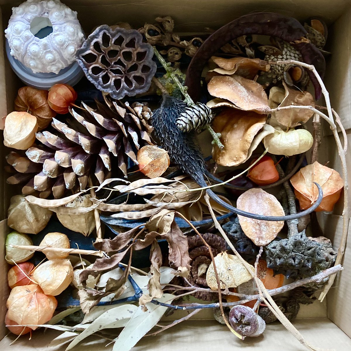 JennyHaslimeier's tweet photo. I was attempting to organise my studio storage space yesterday and got sidetracked sifting through my boxes of seed pods and other treasures I have collected over the years. So much to paint, so little time...
#foundobjects #forraging #botanicalartist #seedpods #jennyhaslimeier https://t.co/J8xvoMmZLd