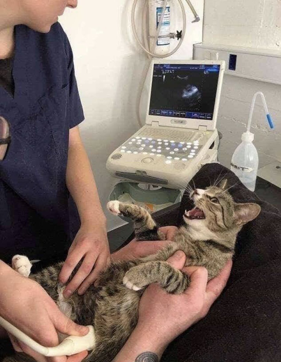 tyomateee2's tweet photo. 医者「妊娠してますね」

猫「マジ？」 https://t.co/c1IsbJIgyG