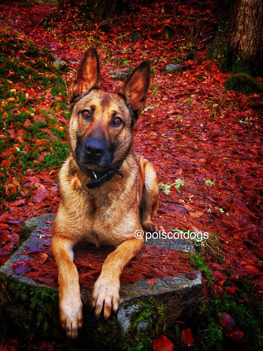 After persons had made off from officers in Glasgows Southside, #PDJenga was called in to help. She tracked from their last known location and was able find one of the males. #TheNoseKnows #TrackingDemon #GoodGirl 🐾🏴󠁧󠁢󠁳󠁣󠁴󠁿