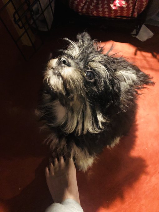 Ctfu she&rsquo;s nuts &amp; I&rsquo;m loving it  #munchkin #puppy #puppylove #yorkiepoo #dogsofinstagram #dogsoftwitter<a href="/tag/munchkin"class="tags">#munchkin</a><a href="/tag/puppy"class="tags">#puppy</a><a href="/tag/yorkie"class="tags"><span>#yorkie</span></a><a href="/tag/puppylove"class="tags"><span>#puppylove</span></a><a href="/tag/dogsofinstagram"class="tags"><span>#dogsofinstagram</span></a><a href="/tag/poodle"class="tags"><span>#poodle</span></a><a href="/tag/dogsoftwitter"class="tags"><span>#dogsoftwitter</span></a>