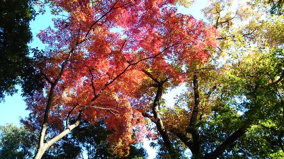 みいら على تويتر リス村から岐阜城に移動中 町の向こうの山々も見えます 綺麗に紅葉してます 岐阜 金華山 岐阜城