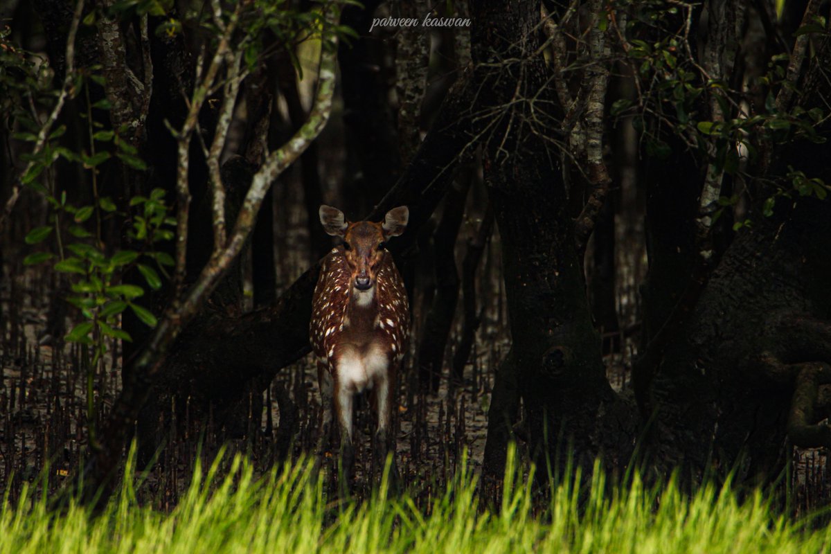 Enough reasons to protect them says this deer. He wants you to share the message with others. They are also facing all these natural disasters.All pictures & information are mine. During my exploration trips.