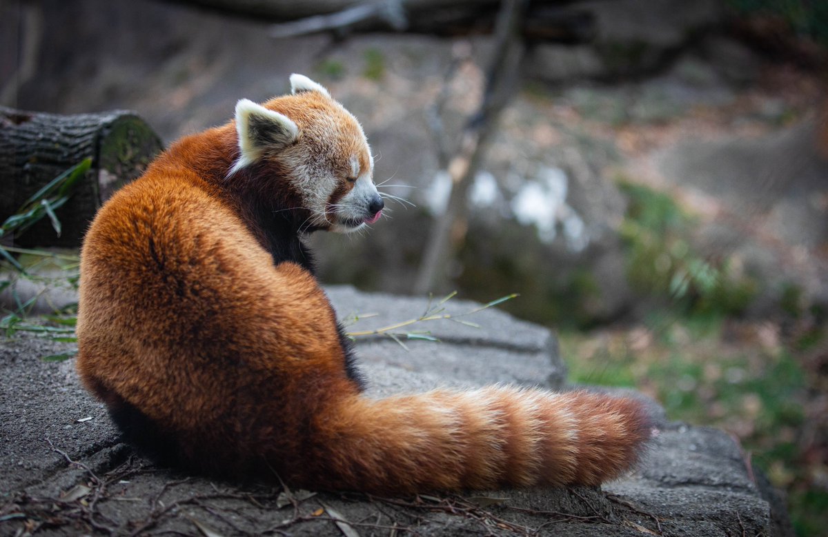 A subtle #tongueouttuesday from Scout, the red panda! https://t.co/SvytodWu8y