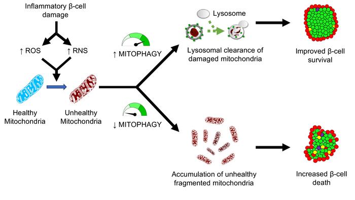 Excited to share our latest study now published in <a href="/JCI_insight/">JCI insight</a>!

Mitophagy protects beta cells from inflammatory damage in diabetes insight.jci.org/articles/view/…  

Many thanks to everyone who helped bring this study to completion, led by #VaibhavSidarala! (1/)