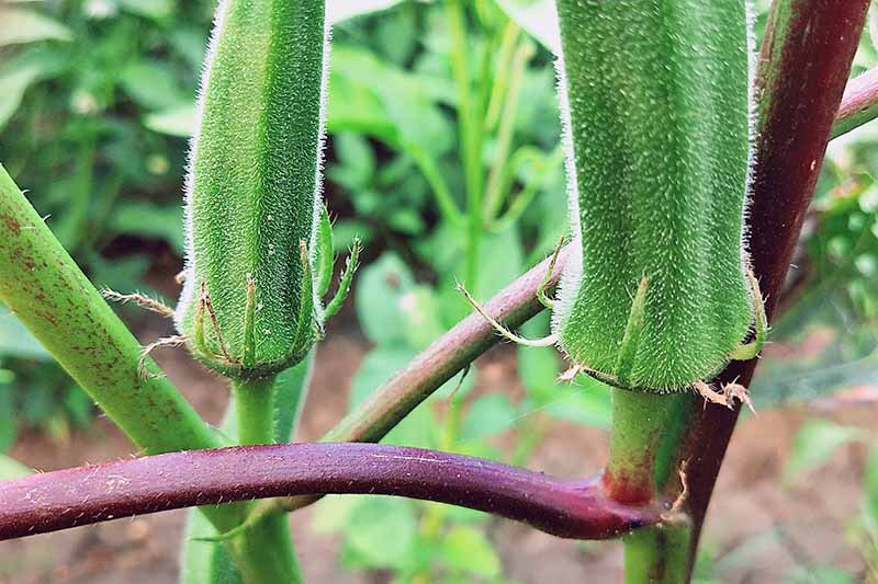 UFWupdates's tweet photo. @bendts2cents similar to the awful realities of ‘okra itch’ 😫 https://t.co/6RNKUIKMb7