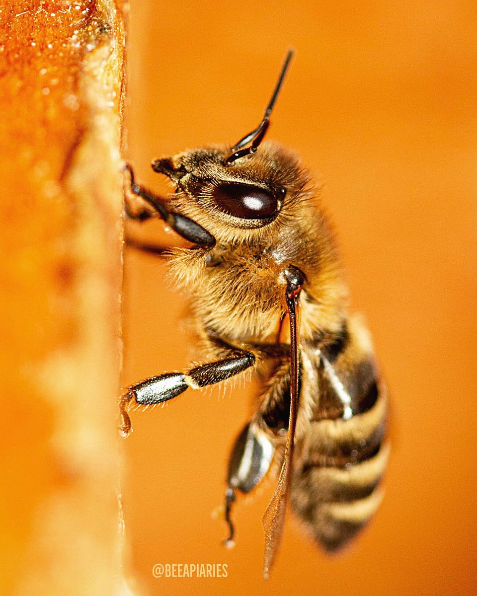 Summer memories #🐝 #beeapiaries
.
Canon EOS 7D, Canon EF-S 60mm f/2.8 Macro USM, f/4.0, 1/250 sec, 400 iso
.
#CanonFavPic #honeybee #naturepic #macro_captures #beautiful #bee #mycanon #wildlifeplanet #naturesbeauty #beekeeping #macrophoto #closeup #apiculture #savethebees