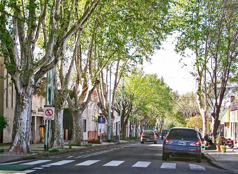ArquitectoxHora's tweet photo. Ya que estamos a full con los #ArquiTips, va uno bien actual
En ésta época de primavera (y en Otoño también!), los Plátanos, esos árboles hermosos que nos brindan mucha sombra durante todo el verano, están largando sus semillas en forma de pelusa rubia

(Hacemos hilo y SIGUE) https://t.co/YvzJ89fdnt