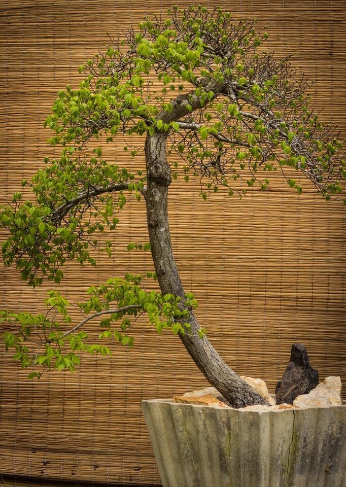 RetirosShodana's tweet image. facebook.com/16392437796798…