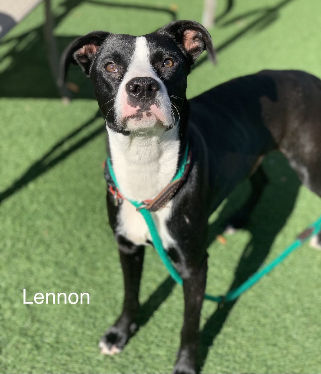 Named after the famous Beatle, his foster mom told us Lennon also writes songs. His catchy quips are about being a rescue dog &amp; looking forward to his forever home! 

1 year, 32 lbs. Dogs yes. Cats no. Kids10+. Crate &amp; potty trained. Sheet. Shy. Adoptions@SuncoastAnimalLeague.org