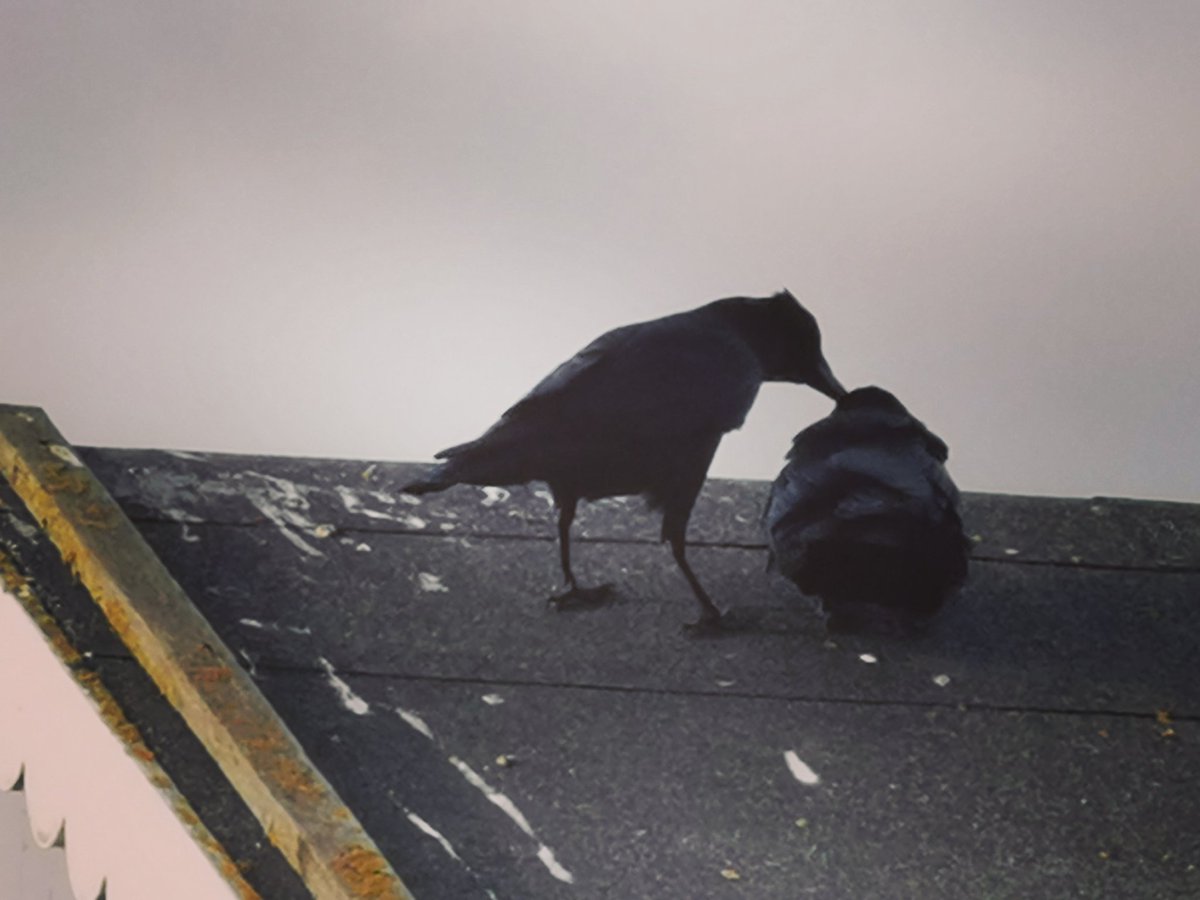 glisten2022's tweet photo. 'Crow Love' this morning.
(I watched long enough to make sure he/she wasn't actually harming him/her) They seemed to be rather enjoying it! ❤️💚
#TwitterNatureCommunity
#beachcrows
❤️ in #WestSussex https://t.co/6NV8EK8LUi