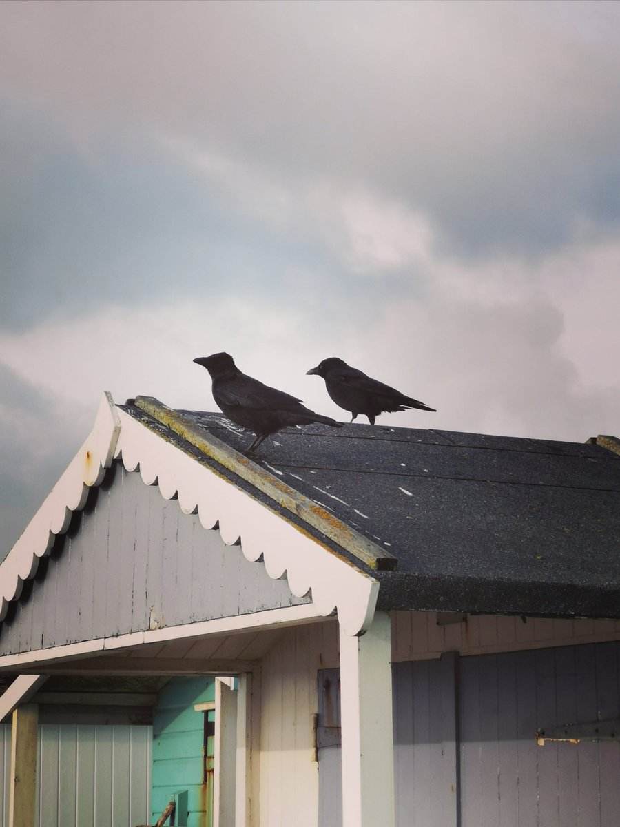 glisten2022's tweet photo. 'Crow Love' this morning.
(I watched long enough to make sure he/she wasn't actually harming him/her) They seemed to be rather enjoying it! ❤️💚
#TwitterNatureCommunity
#beachcrows
❤️ in #WestSussex https://t.co/6NV8EK8LUi