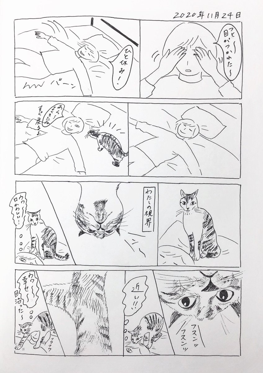 2020/11/24のぎんちゃん  #今日のぎんちゃん 