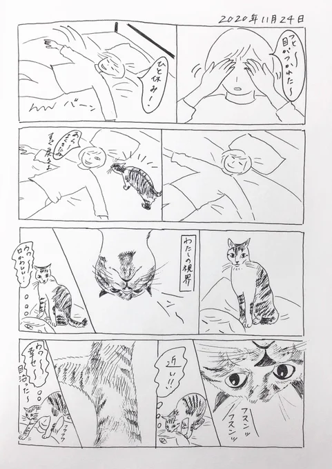 2020/11/24のぎんちゃん  #今日のぎんちゃん 