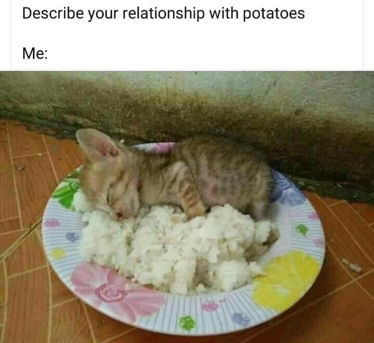 CinfullyUnique's tweet photo. @Jack_Septic_Eye  in tiny BB form

#jacksepticeyeisoverparty 😉💚🍀🥔
So much love for the #littlepotaotoman  or should I say the #littlepotatokitten?? https://t.co/iYdaWkqqiF