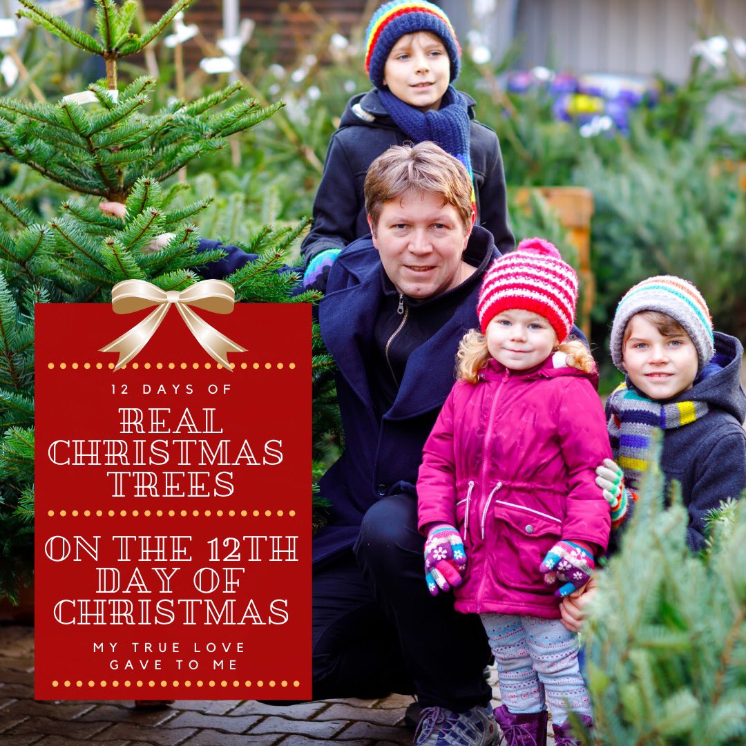 RealTrees's tweet image. On the 12th day of Christmas my true love gave to me, a memory my family will have forever. The average family only uses an artificial tree for six to nine years before throwing it away, where it will remain in a landfill indefinitely. #makingmemories #family #farmgrown
