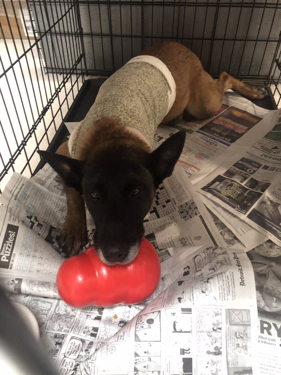 ISPcamps's tweet photo. ISP SWAT K9 JohnE had a successful surgery yesterday to amputate his front leg due to bone cancer. For more on the story check out https://t.co/H4t0YE2HuW   #ISPK9JohnE #getwellsoon https://t.co/IWB74St4nQ