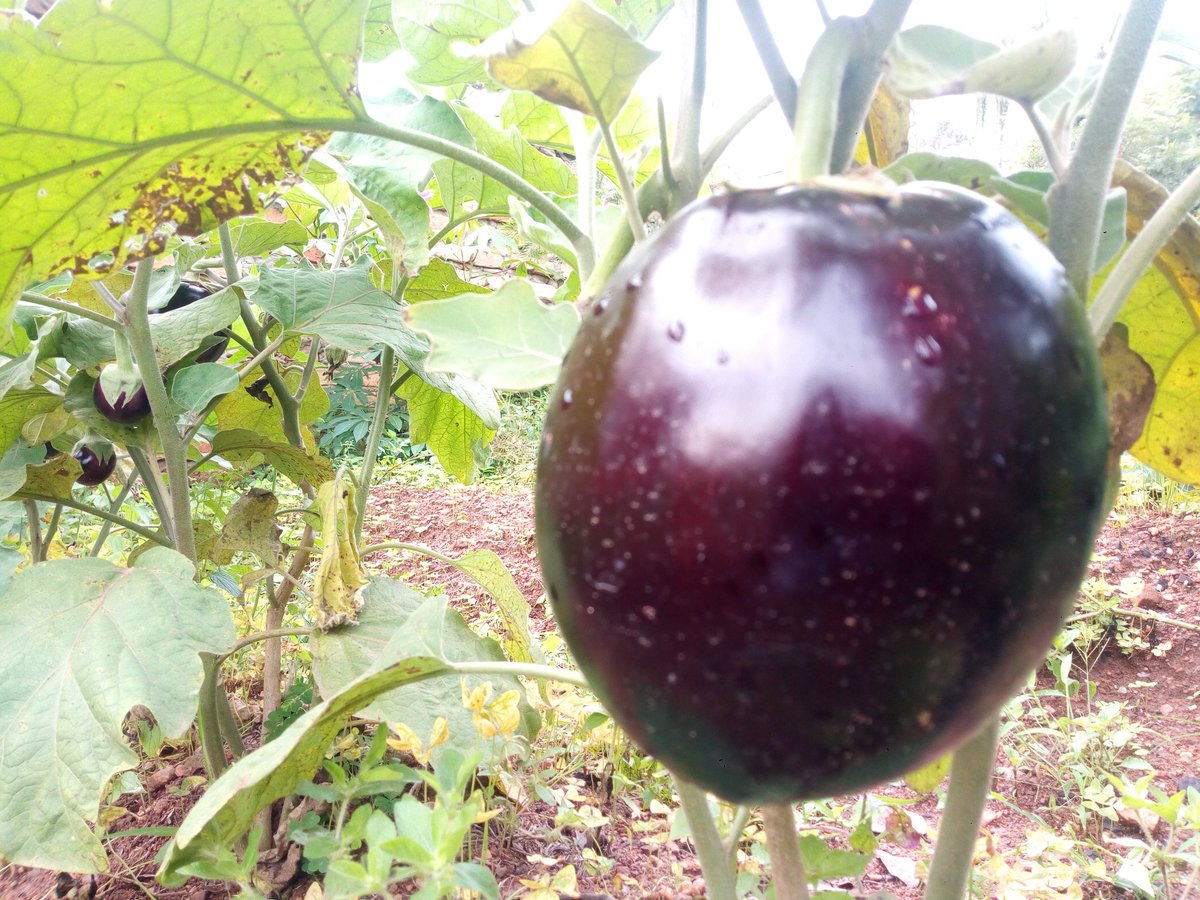 MrishoNizar's tweet photo. Health benefits of EGGPLANTS
Great source of vitamin c and k and minerals.
Helps in digestion since its high in fibre.
Improves heart health
Prevents cancer
Increases brain function
You can add it on your meal for these benefits
#vegetableguy #vegetables https://t.co/wAvrWwFMs1