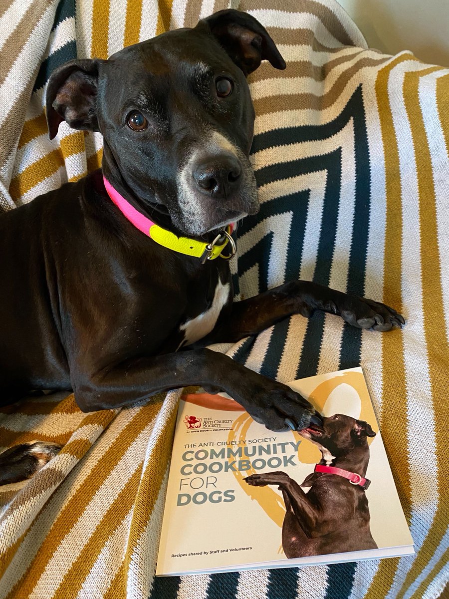 animal cruelty society