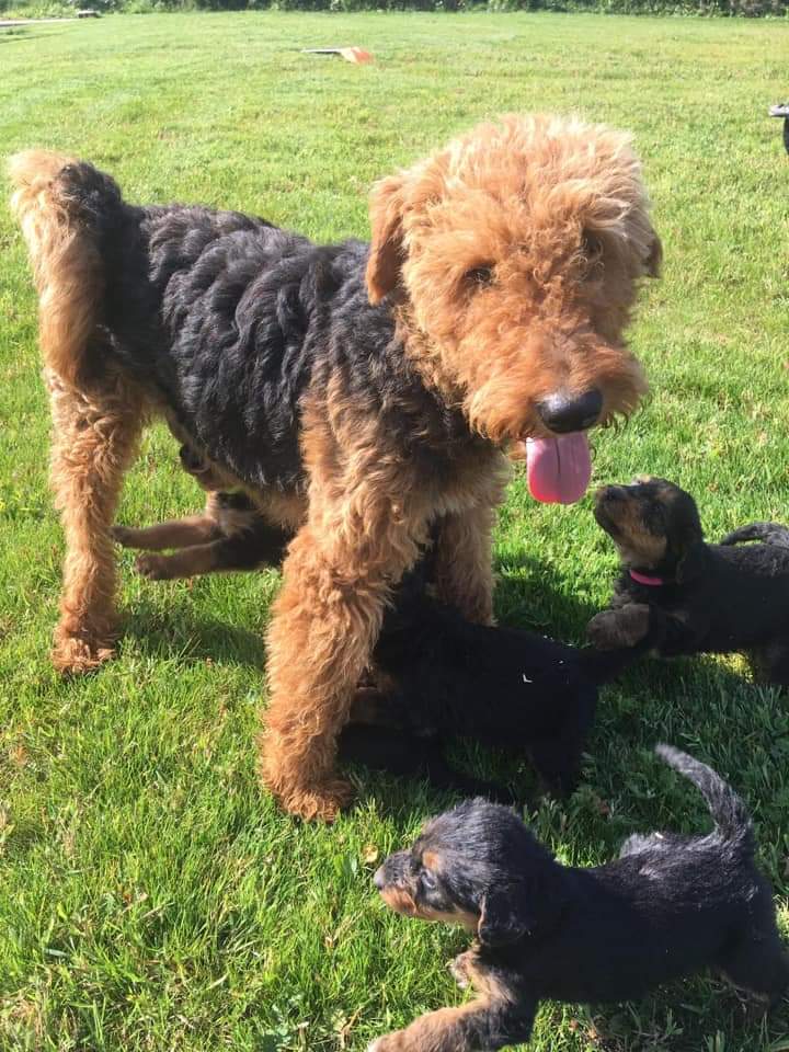 MissingPetsGB's tweet photo. 🐕🐕 Missing Pets- around #Mullyash castleblayney/Keady S.Ireland, Labrador ELLA & Eirdale Terrier AMBER are much loved & missing since Sunday 1 November.
Both dogs are micro chipped.
SUSPECTED STOLEN
Amber https://t.co/PphUWVC1dc
Ella https://t.co/UAlJMJV7cp https://t.co/N6KhtU5KxM