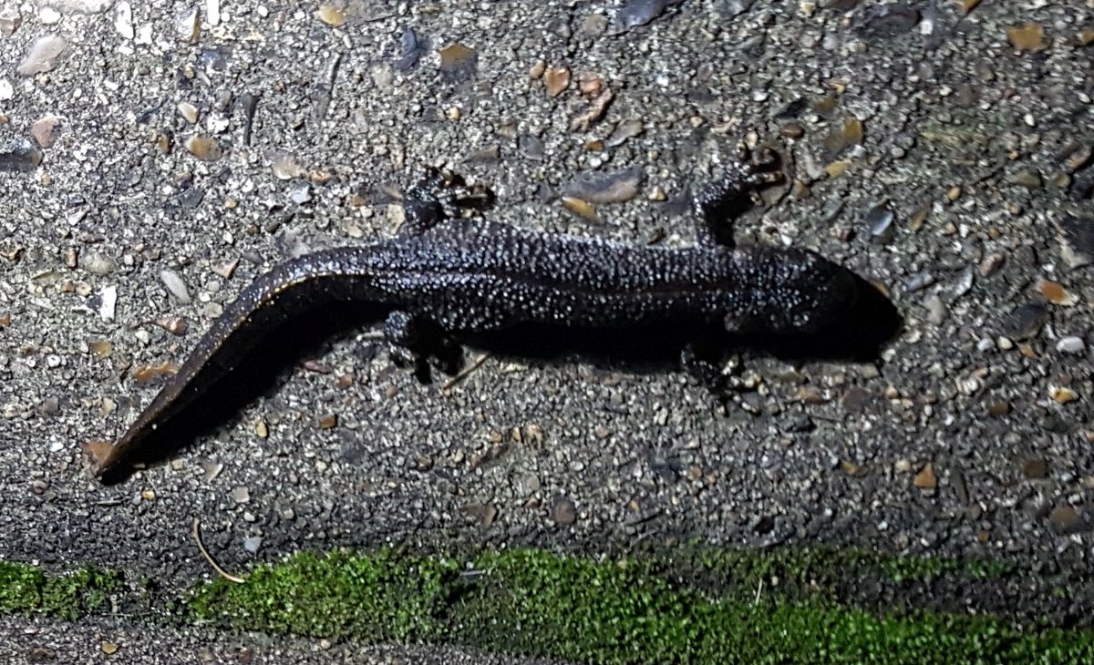 froglifers's tweet photo. Have you seen Great Crested Newts returning to their breeding ponds already? This male, displaying his crest in one pic, is very early, or perhaps never left! (Both pics taken with headtorch and mobile phone) https://t.co/S8rrn1dyCu