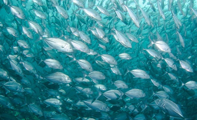 allafrica's tweet photo. Demand For Fish Swim Bladder in Kenya Threatens Supply https://t.co/ZHontX347n #Kenya #swimbladder #delicacy #overfishing #foodsecurity https://t.co/q3n6IBHBug