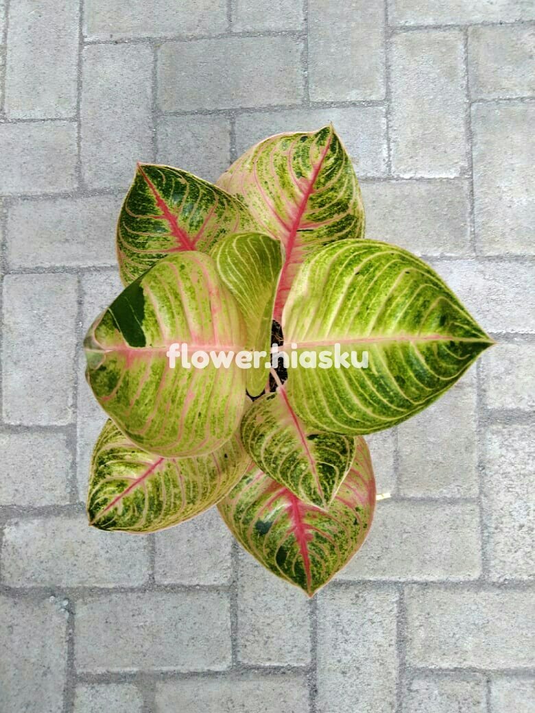 hiasku's tweet photo. • Ready •

Aglonema Moonlight

Kontak pemesanan &amp; info harga 
📲 Wa : 085649256662 / DM
Pengiriman Via : J&amp;T/J&amp;E/TIKI &amp; Kantor Pos

#aglonema 
#aglonemamoonlight 
#aglonemaindonesia 
#aglonemapasuruan 
#aglonemamalang 
#aglonematangerang
#aglonemamurah 
#jualaglonemamurah https://t.co/IQBVzAvvzJ