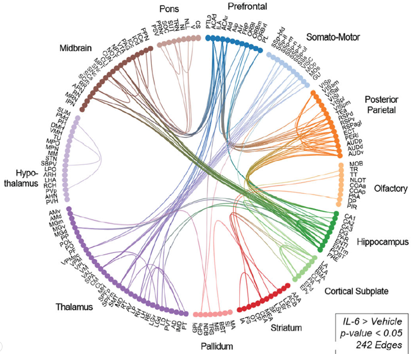 How maternal inflammation/IL-6 messes with fetal brain wiring: STAT3/RGS4 signaling boosts excitatory network connec... By preLighter @ThePohlkamp prelights.biologists.com/?p=25714 on bioRxiv from Filippo Mirabella, @Michela30586273, @Davide54622546, &co