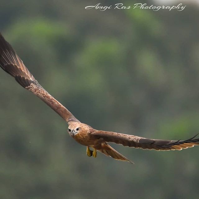 BirdBotASA's tweet photo. #wildlifephotography #wildlife #nature #birds #naturephotography #photography #animals #insects #birdphotography #birdsofinstagr... https://t.co/RgOidqtsdE https://t.co/a4romynUY8