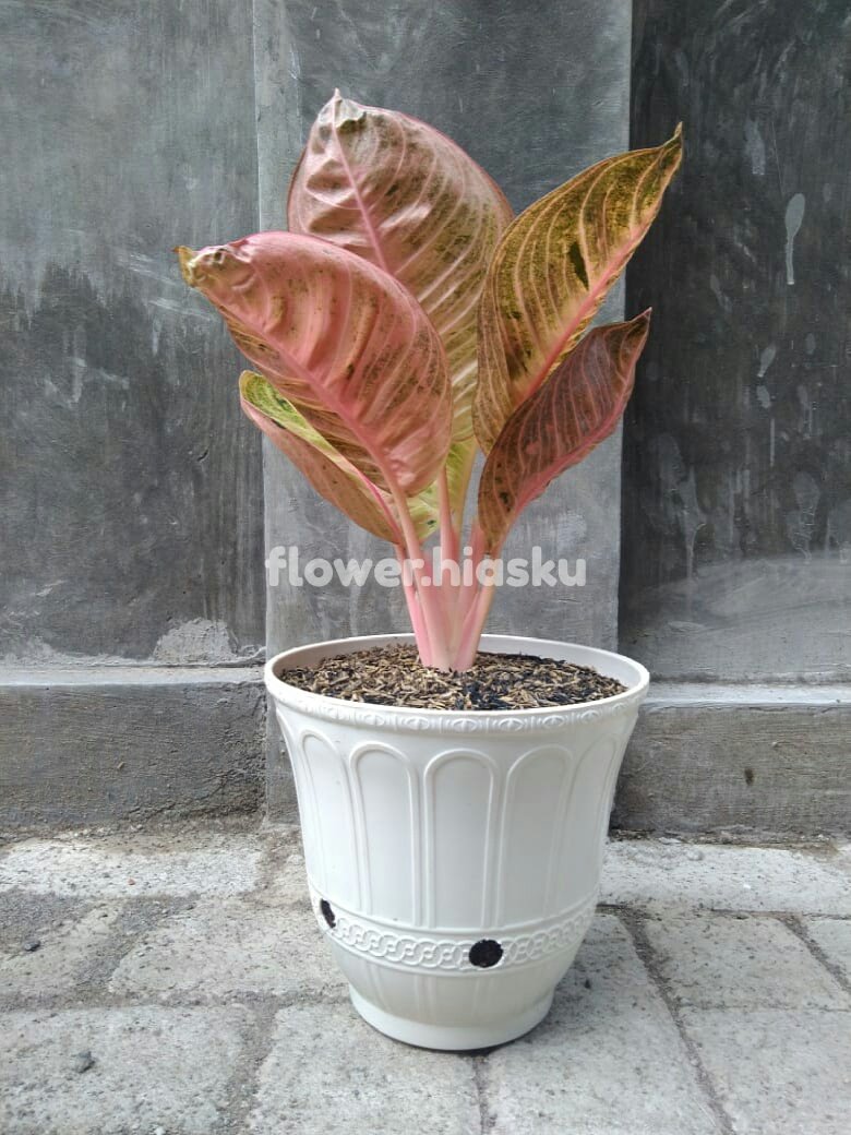 hiasku's tweet photo. • Ready •

Aglonema Moonlight

Kontak pemesanan &amp; info harga 
📲 Wa : 085649256662 / DM
Pengiriman Via : J&amp;T/J&amp;E/TIKI &amp; Kantor Pos

#aglonema 
#aglonemablackmoonlight 
#aglonemaindonesia 
#aglonemapasuruan 
#aglonemamalang 
#aglonematangerang
#jualaglonemamurah 
#jualaglonema https://t.co/Ss5cP5Kmuo