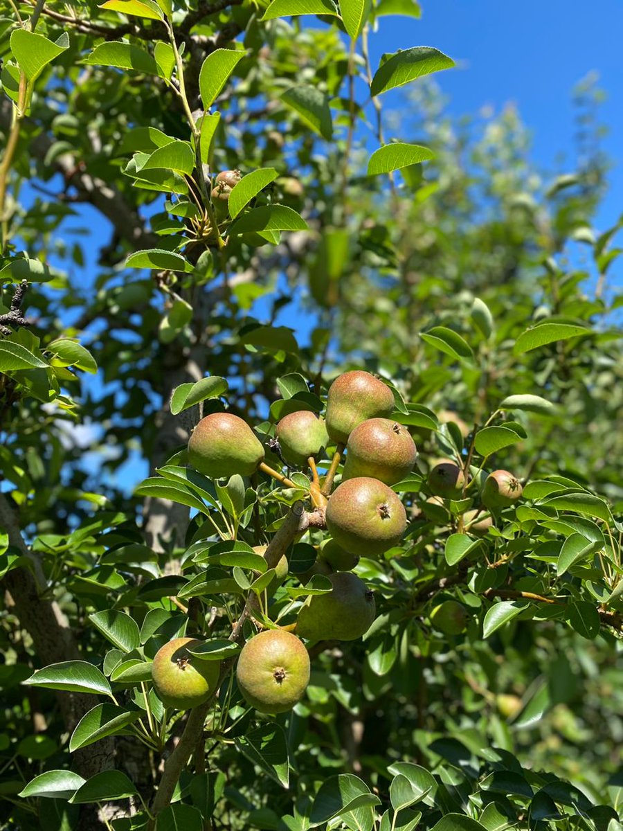 Delecta Fruit tweet media
