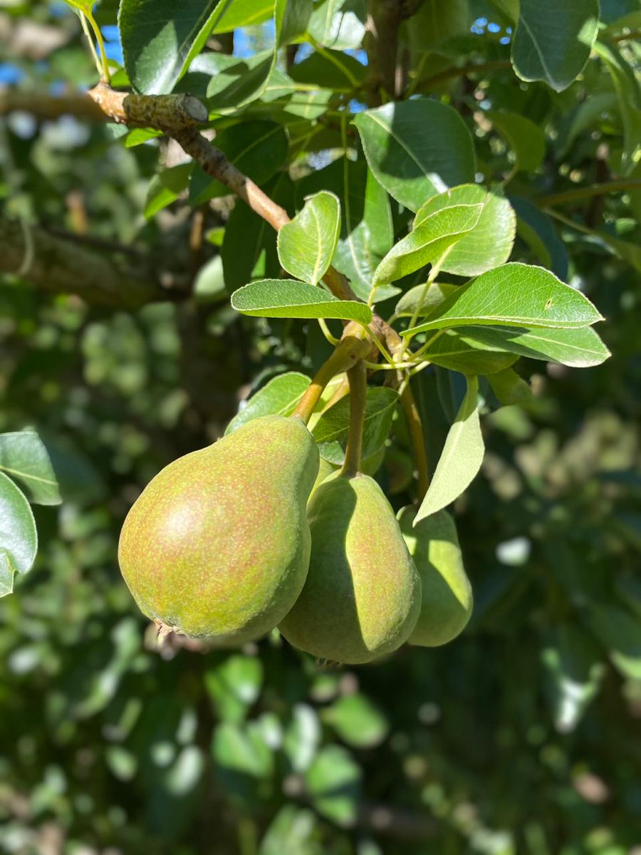 Delecta Fruit tweet media
