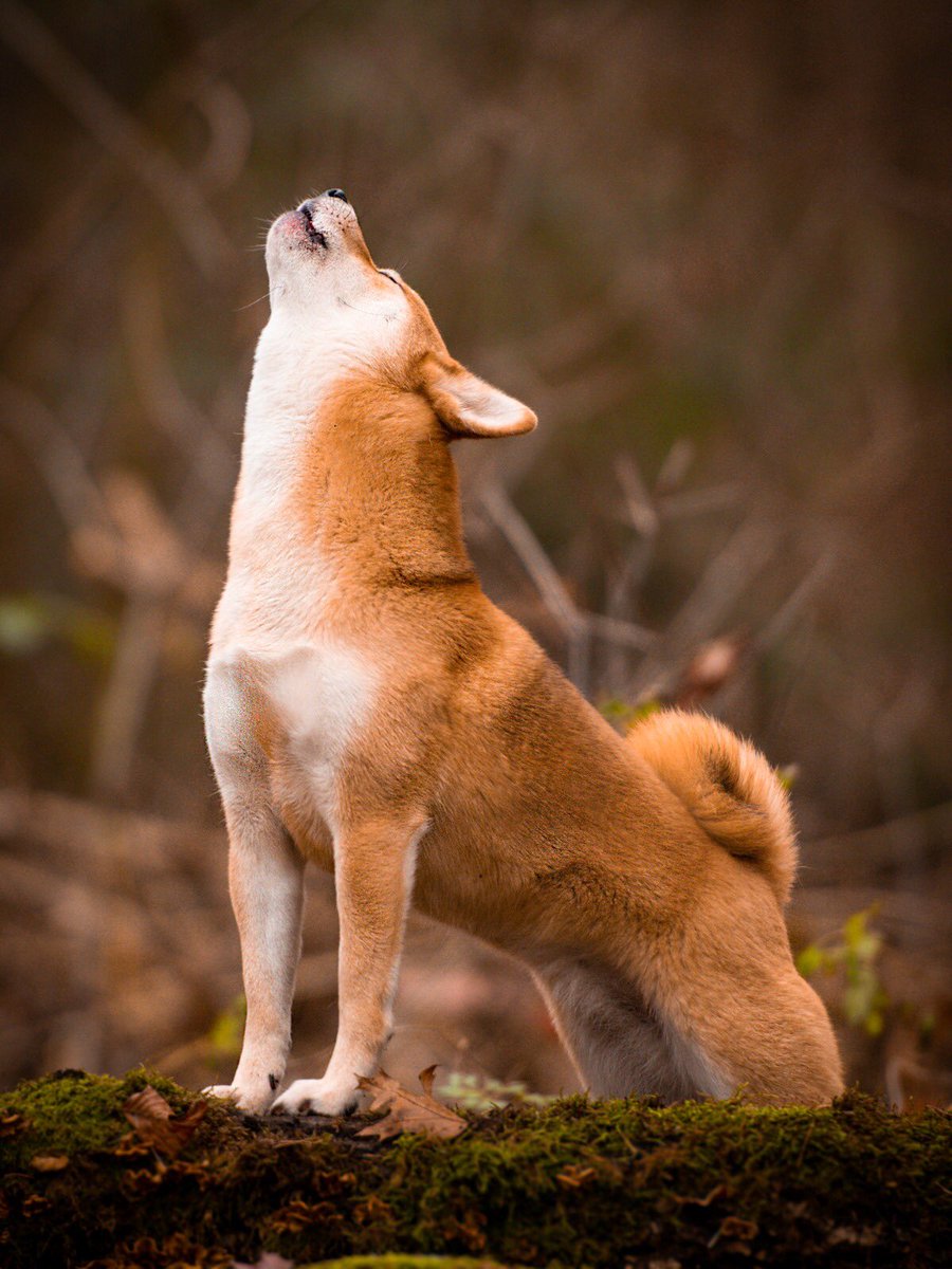 Maar weer eens mijn eigen topper voor de lens gehad🥰
#hondenfotograaf #hondenfotografie #shiba #achterhoek