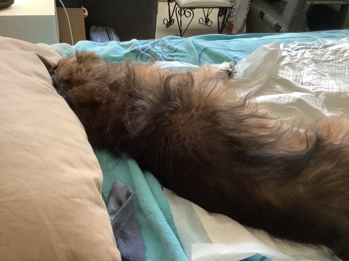 MomofOdieDexter's tweet photo. Wot? Sure....totally...Look, wotever Momma. I only hearing ‘blah blah blah’ anyways. You should be aware, mine intentions fur da day is ignoring you, and napping.😏😆 #tuesdayvibe #naptime #IgnoringYou #seniordogs #dogs #dogsoftwitter https://t.co/C5nf5DmsjE