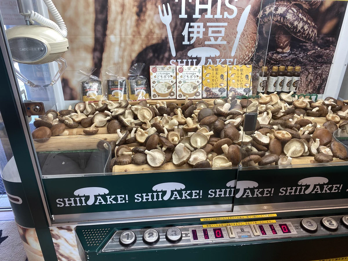 This伊豆しいたけ！静岡のエンターテイメント「しいたけキャッチャー」w