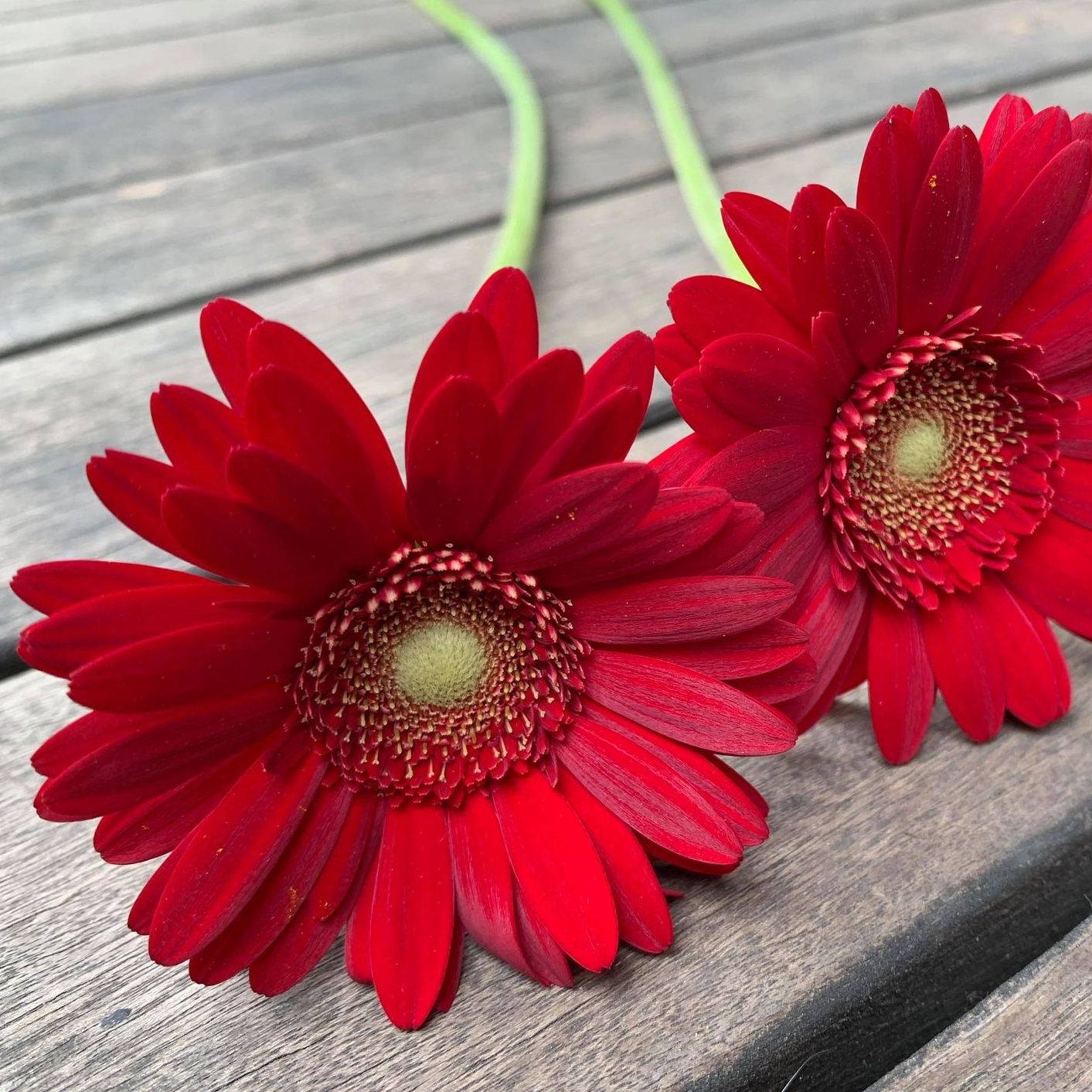 さくら坂商店街 今月の 一輪の花 プレゼントはこれ です ガーベラの花言葉は 希望 そして赤のガーベラは 神秘の愛 前向き 限りなき挑戦 計400本を無料でプレゼント 詳しくは当商店街hpでご覧ください T Co Qteec3nv8o 宮崎台
