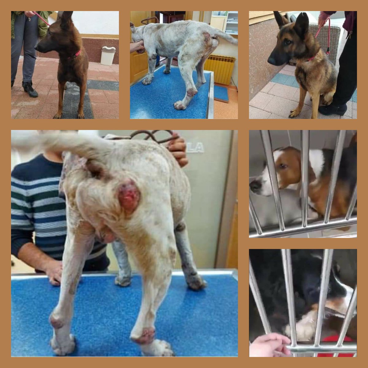 second chance goldens