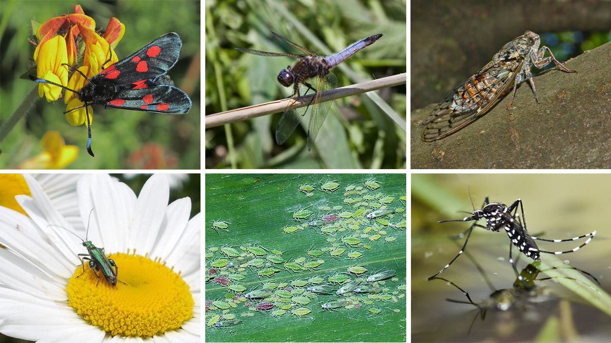 #BOUsci20 #SESH3

6) Future provisions of #arthropod #prey for #reedbed #birds relies on #conservation and #restoration of #aquatichabitats and measures to improve #habitatheterogeniety across #landscapes These might buffer #communities against the impacts of #climatechange.