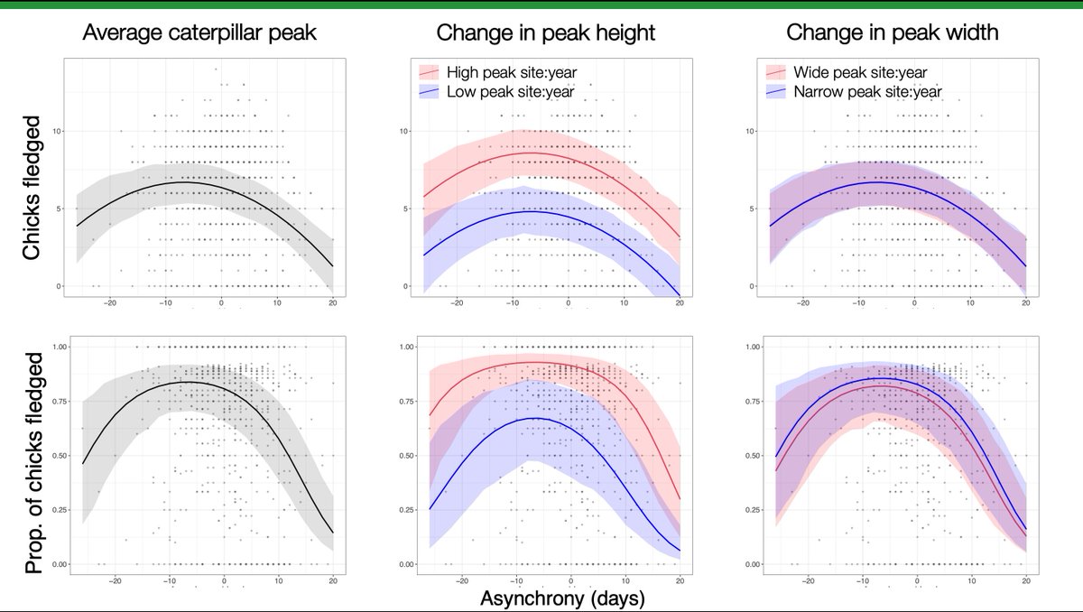 4 #BOUsci20 #SESH3 We found that being late in timing with the caterpillar peak reduces fledging success, but also that the height of the caterpillar peak has a significant positive effect. We could not detect an effect of peak width.