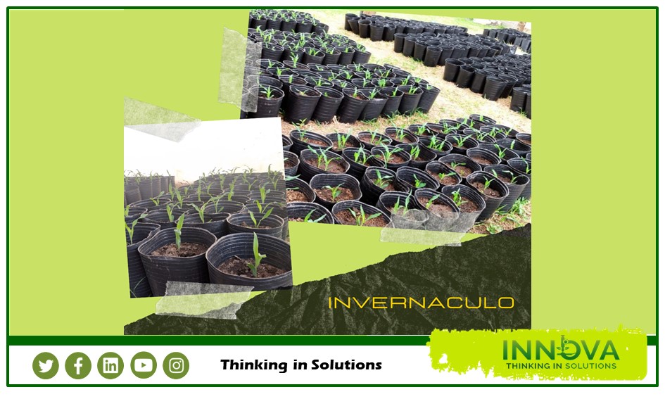 IAgroservicios's tweet photo. Seguimos creciendo!
Ahora ofrecemos servicios de ensayos bajo condiciones controladas en nuestro invernáculo 🌱
#condicionescontroladas #somosInnova #somosservicio #invernaculo #thinkinginsolutions https://t.co/7iE0imfVzD
