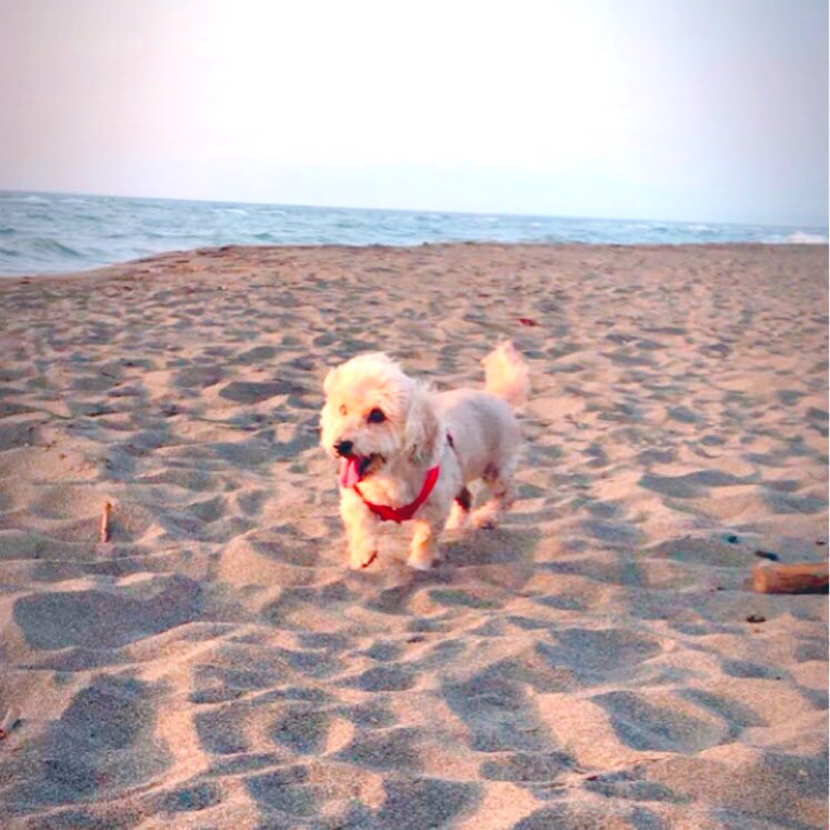 Mini_DF's tweet image. ありがとう。
#秘密結社老犬倶楽部 から
#秘密結社老犬倶楽部天国支部 へ