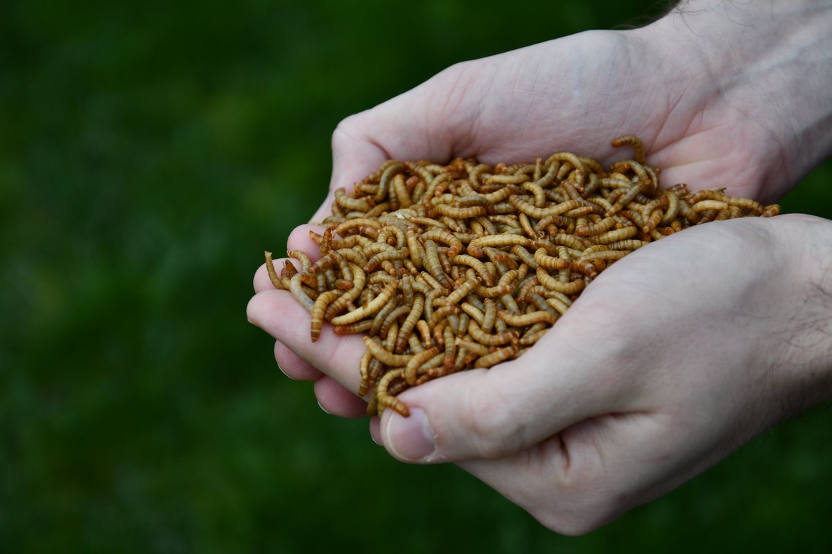 Valusect's tweet photo. 🔴LIVE Info session on vouchers to develop your insect-based food project 🦗
The conditions to apply:
- Being a SME
- Located in North-West Europe
- In the business for food or want to become part of it
- Working with mealworms, crickets or grasshoppers
#ValuSect #edibleinsects https://t.co/yrtMtOWXF7