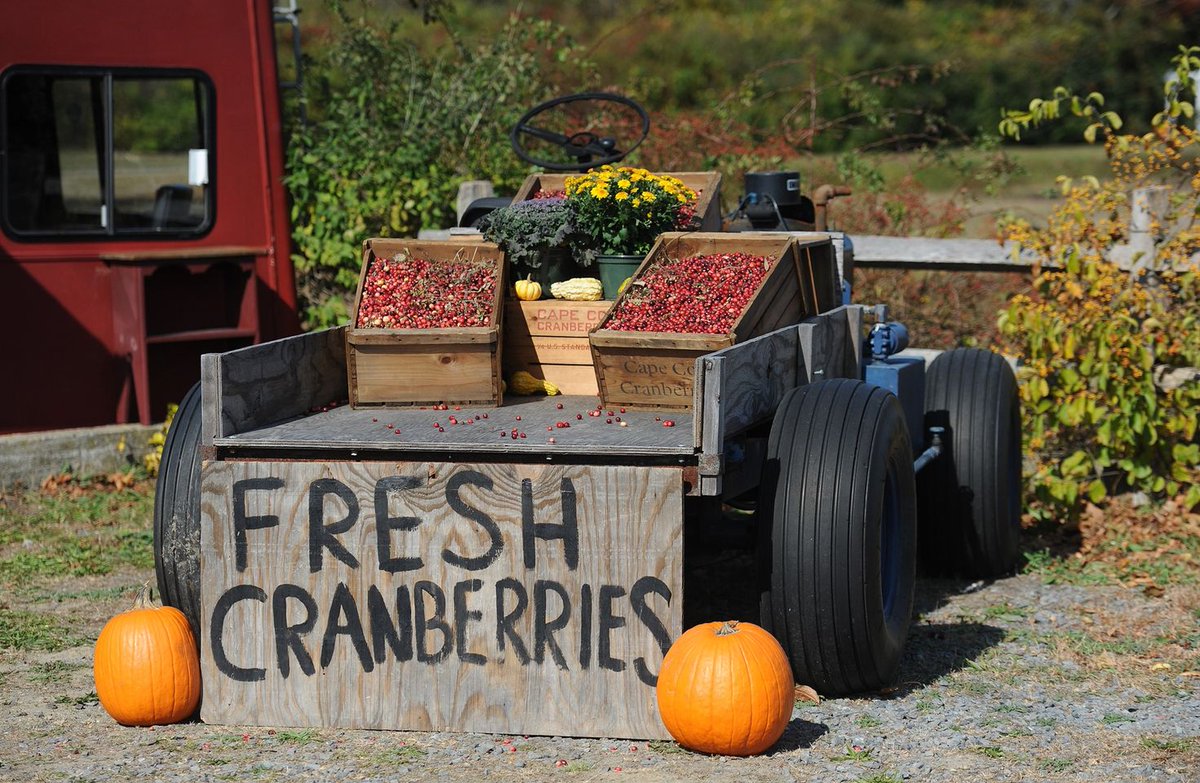 Thanksgiving dinner plans underway -- we are cooking full dinners for 70 families. Outstanding collaborations with #CapeCod organizations. Thank you <a href="/KAMappliancesMA/">KAM Appliances</a> for being a great partner

bit.ly/3moGLyG
