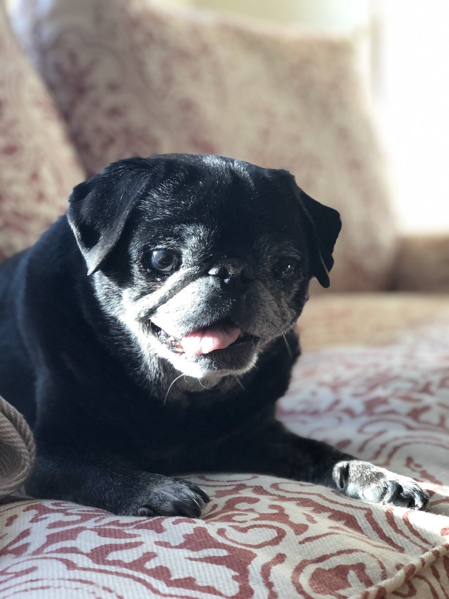 Susan Fallon Brown tweet media