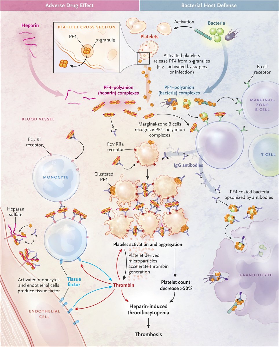 HIT mechanism:  Heparin  complexes w/ platelet factor 4 (PF-4), a protein released by platelets B-cells make IgG antibodies (~5-7 days after heparin exposure) to the PF4-heparin complex  IgG then binds these heparin-PF4 complexes to platelets and then…