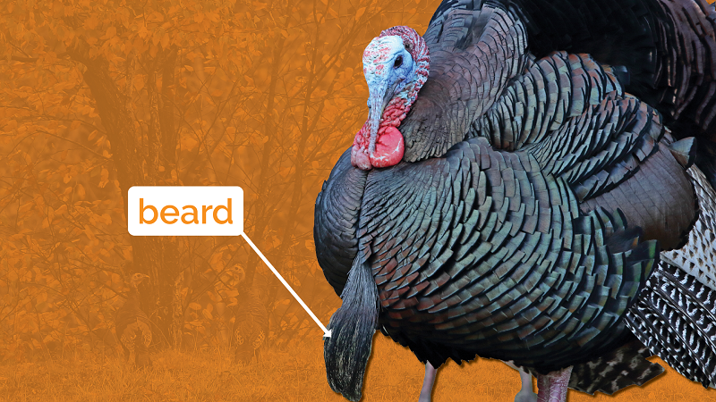 StateMuseumPA's tweet photo. Male turkeys have beards, but they are not like human beards, they are modified feathers known as mesofiloplumes. When the turkey eats from the ground, the beard becomes worn down, so they don’t need to shave! #Turkey 🦃#TurkeyFact #Thanksgiving https://t.co/oaEVicQezy