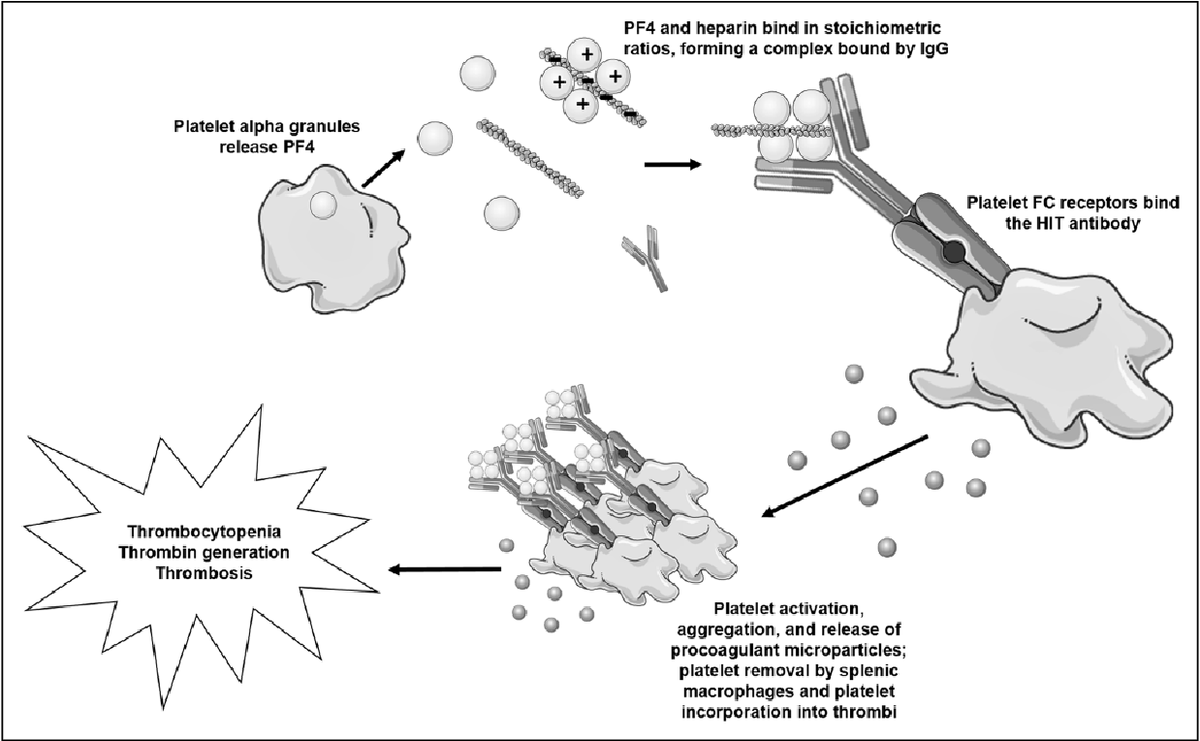 (HIT MoA cont.):IgG-PF4-heparin complexes bind platelets causing BOTH:Thrombocytopenia by marking the platelets for destruction via splenic macrophages (type II hypersensitivity rxn)ANDParadoxical PRO-thrombotic state by IgG Ab complexes activating platelets!