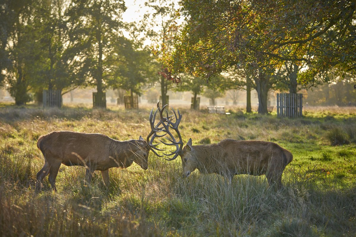 The Royal Parks tweet media