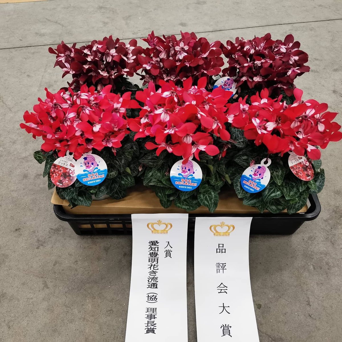 Schoneveld Breeding tweet media