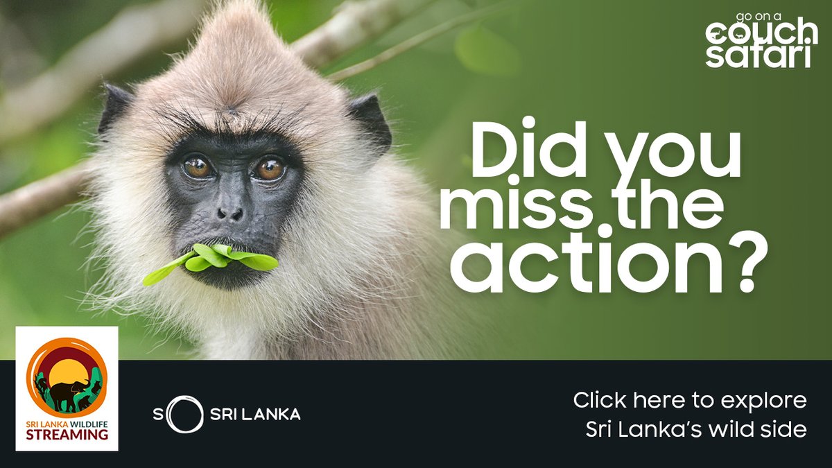 tourismlk's tweet photo. Didn’t get a chance to experience our Couch Safari? Fear not you can always watch all our thrill-seeking wildlife streams on Facebook, YouTube &amp; on the Sri Lanka Tourism Website (https://t.co/gyPSQ8TKA5)
.
.
#SLvirtualtours #couchsafari https://t.co/ABbS8gLQHt